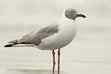 Image. Grey-headed Gull