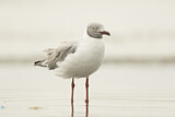 Image. Grey-headed Gull