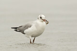 Image. Grey-headed Gull