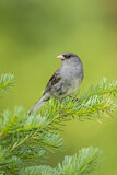 Image. Grey-headed Junco