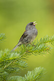 Image. Grey-headed Junco