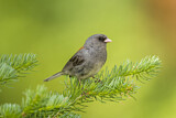 Image. Grey-headed Junco