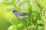 Image. Grey-headed Junco