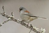 Image. Grey-headed Junco