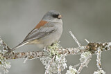 Image. Grey-headed Junco