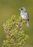 Image. Grey-headed Junco