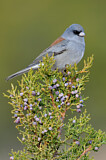 Image. Grey-headed Junco