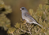 Image. Grey-headed Junco