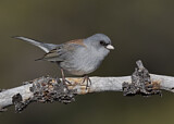 Image. Grey-headed Junco