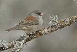 Image. Grey-headed Junco