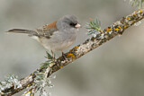 Image. Grey-headed Junco
