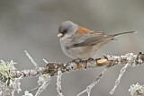 Image. Grey-headed Junco