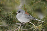 Image. Grey-headed Junco