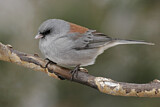 Image. Grey-headed Junco