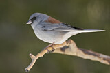 Image. Grey-headed Junco