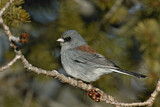 Image. Grey-headed Junco