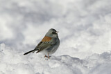 Image. Grey-headed Junco