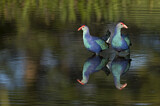 Image. Grey-headed Swamphen