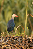Image. Grey-headed Swamphen