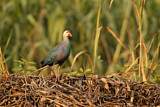 Image. Grey-headed Swamphen