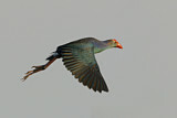 Image. Grey-headed Swamphen