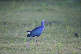 Image. Grey-headed Swamphen