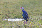 Image. Grey-headed Swamphen