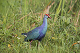 Image. Grey-headed Swamphen