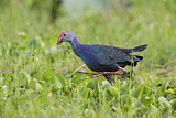 Image. Grey-headed Swamphen
