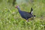 Image. Grey-headed Swamphen