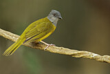 Image. Grey-headed Tanager
