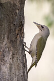 Image. Grey-headed Woodpecker