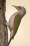 Image. Grey-headed Woodpecker