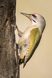 Image. Grey-headed Woodpecker