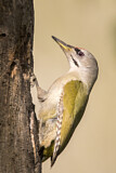 Image. Grey-headed Woodpecker