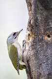 Image. Grey-headed Woodpecker