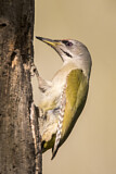 Image. Grey-headed Woodpecker
