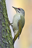 Image. Grey-headed Woodpecker