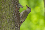Image. Grey-headed Woodpecker