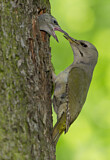 Image. Grey-headed Woodpecker