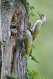 Image. Grey-headed Woodpecker