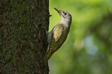 Image. Grey-headed Woodpecker