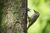 Image. Grey-headed Woodpecker