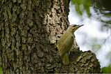 Image. Grey-headed Woodpecker