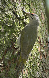 Image. Grey-headed Woodpecker