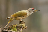 Image. Grey-headed Woodpecker
