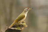 Image. Grey-headed Woodpecker