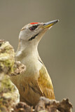 Image. Grey-headed Woodpecker