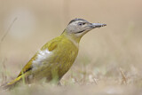 Image. Grey-headed Woodpecker