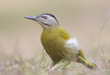 Image. Grey-headed Woodpecker